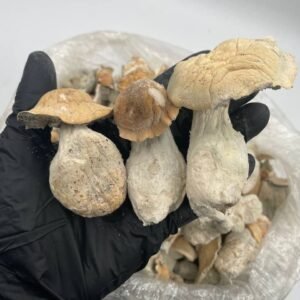 Magic Mushrooms