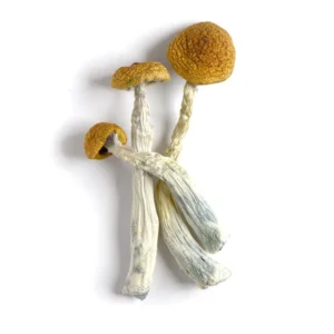 Buy Magic Mushroom Canada